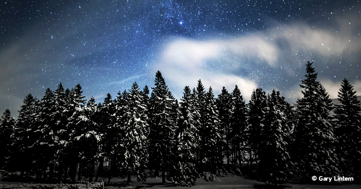 starry night sky above snow covered trees